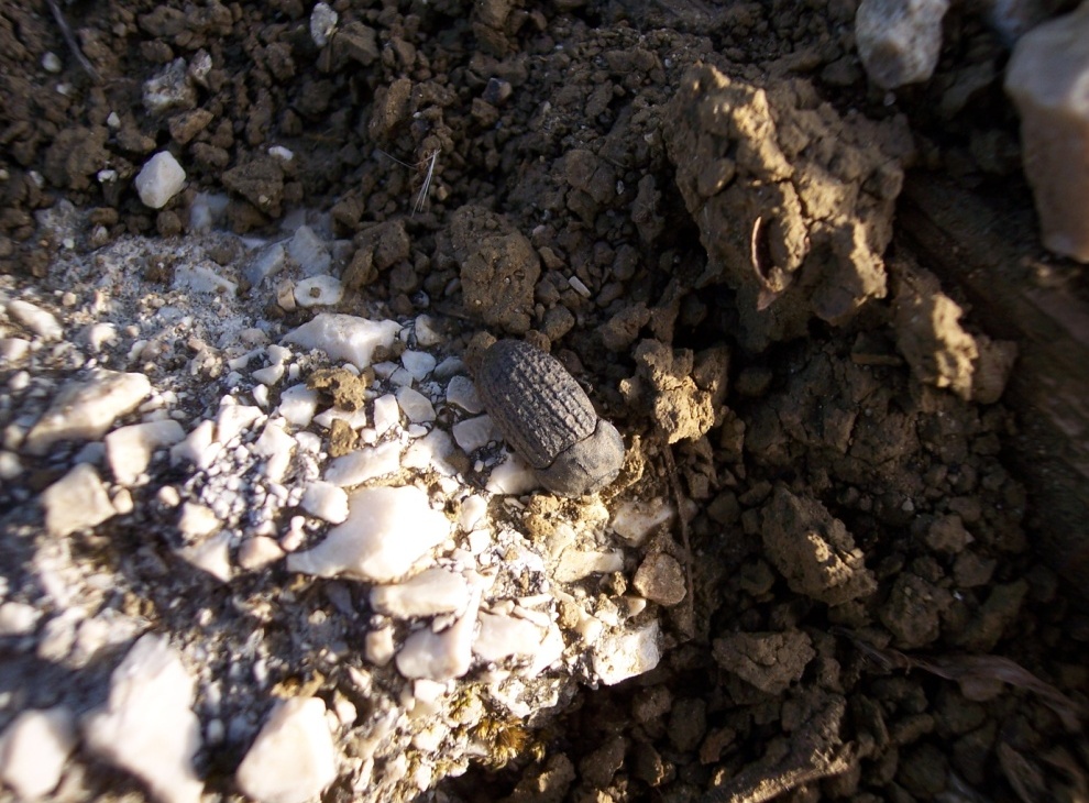 Opatrum verrucosum (Coleoptera, Tenebrionidae)